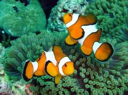 2 playfull clownfish ..... Surin Island, close to Burma w... by Henrik Gram Rasmussen 